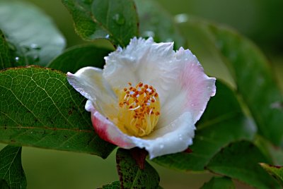 Stewartia sinensis - stewartie čínská - detail květu